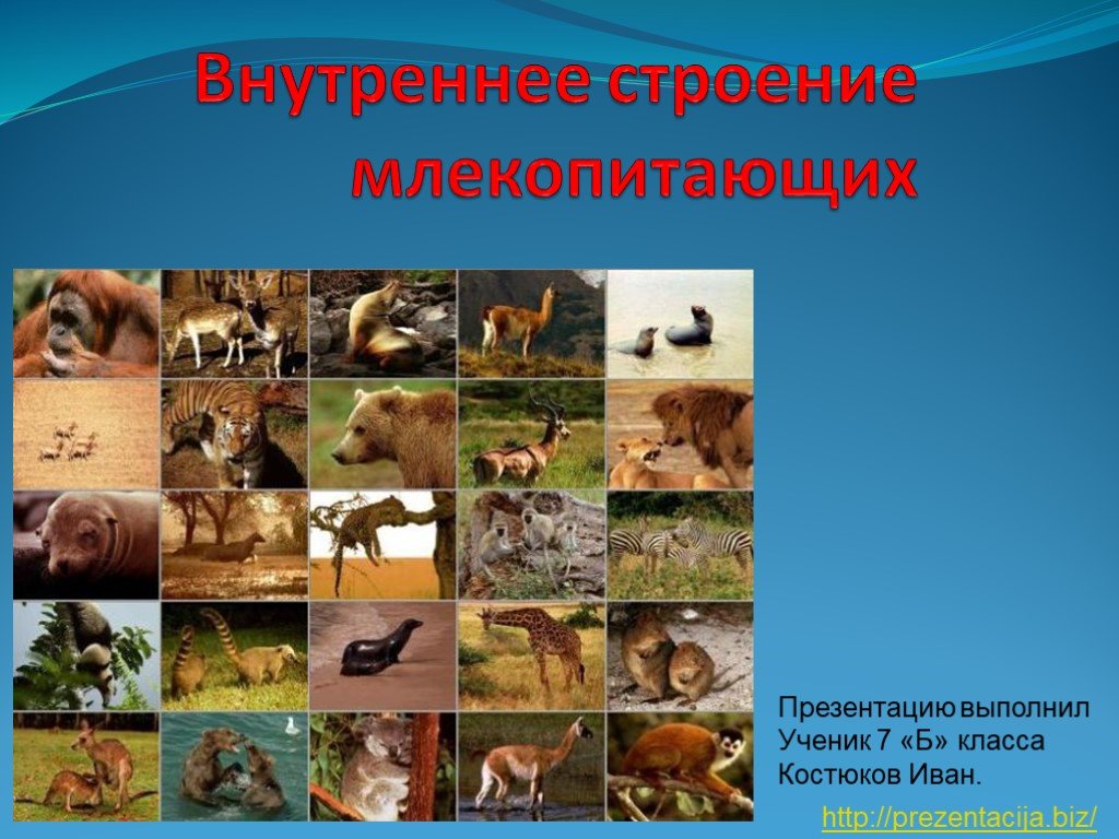 Ссылки даркнета