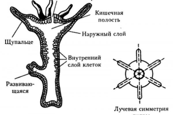 Кракен сайт зеркало рабочее на сегодня