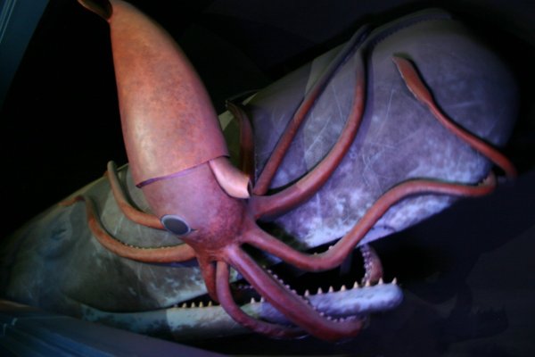 Ссылка для входа на сайт kraken