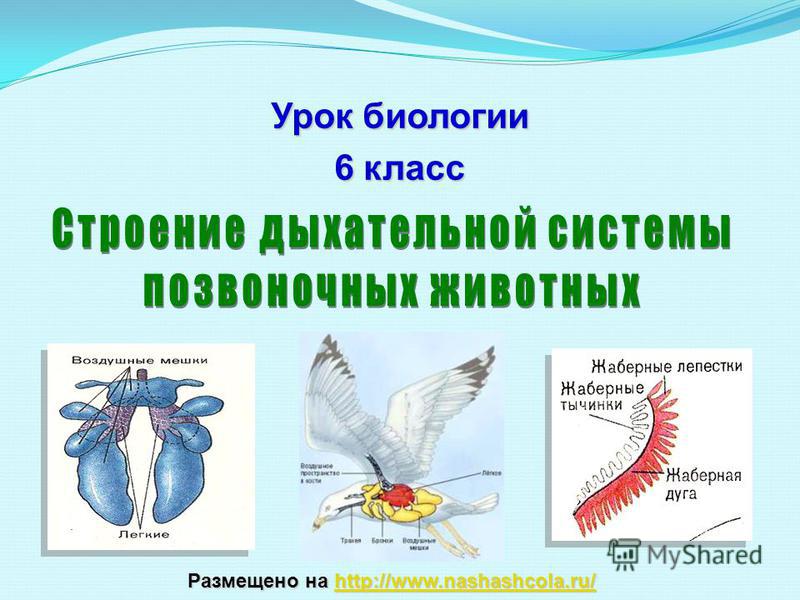 Список даркнет сайтов